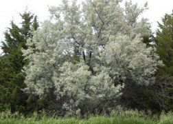Elaeagnus angustifolia / Keskenylevelű ezüstfa
